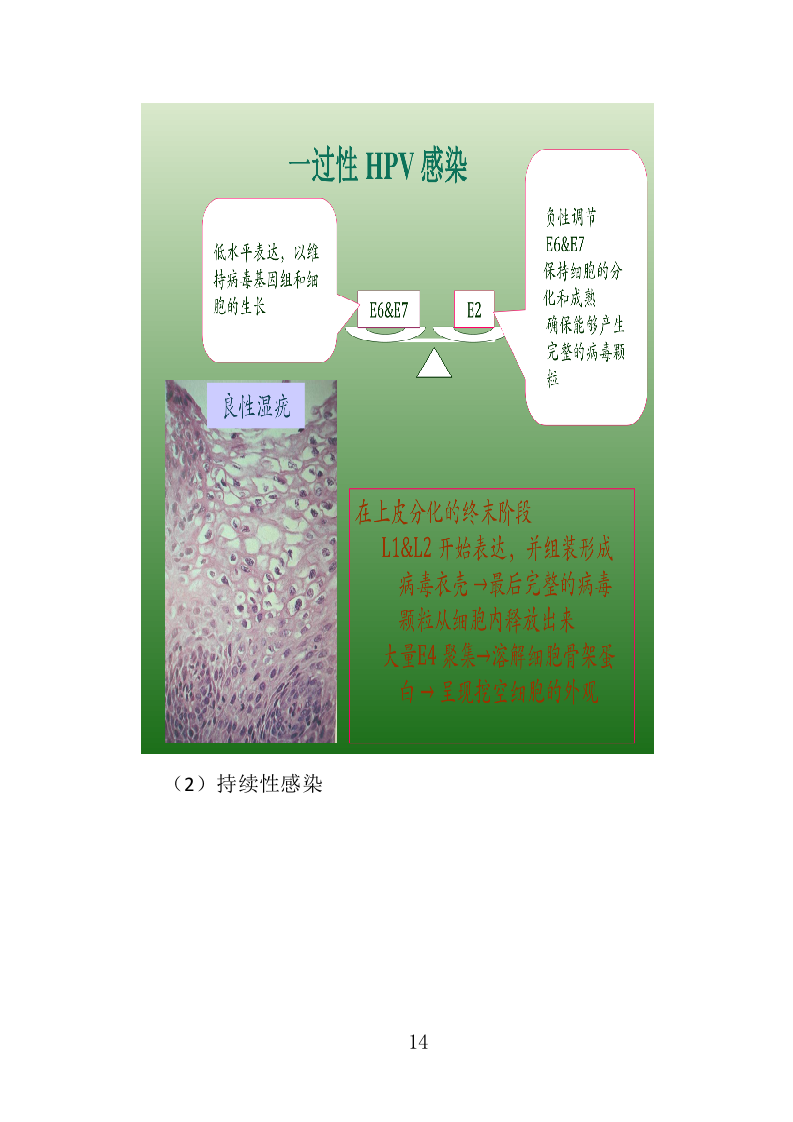 HPV检测服务投标方案（303页）（2024年修订版）.docx 第13页