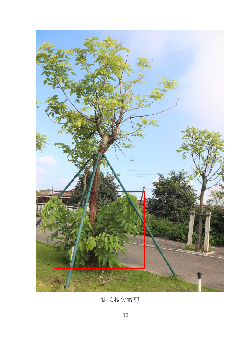 城市园林绿化养护投标方案（221页）（2024年修订版）.docx 第10页