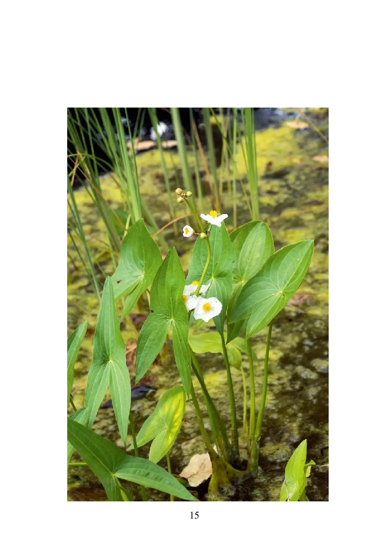 水生植物养护投标方案（350页）（2024年修订版）.docx 第15页