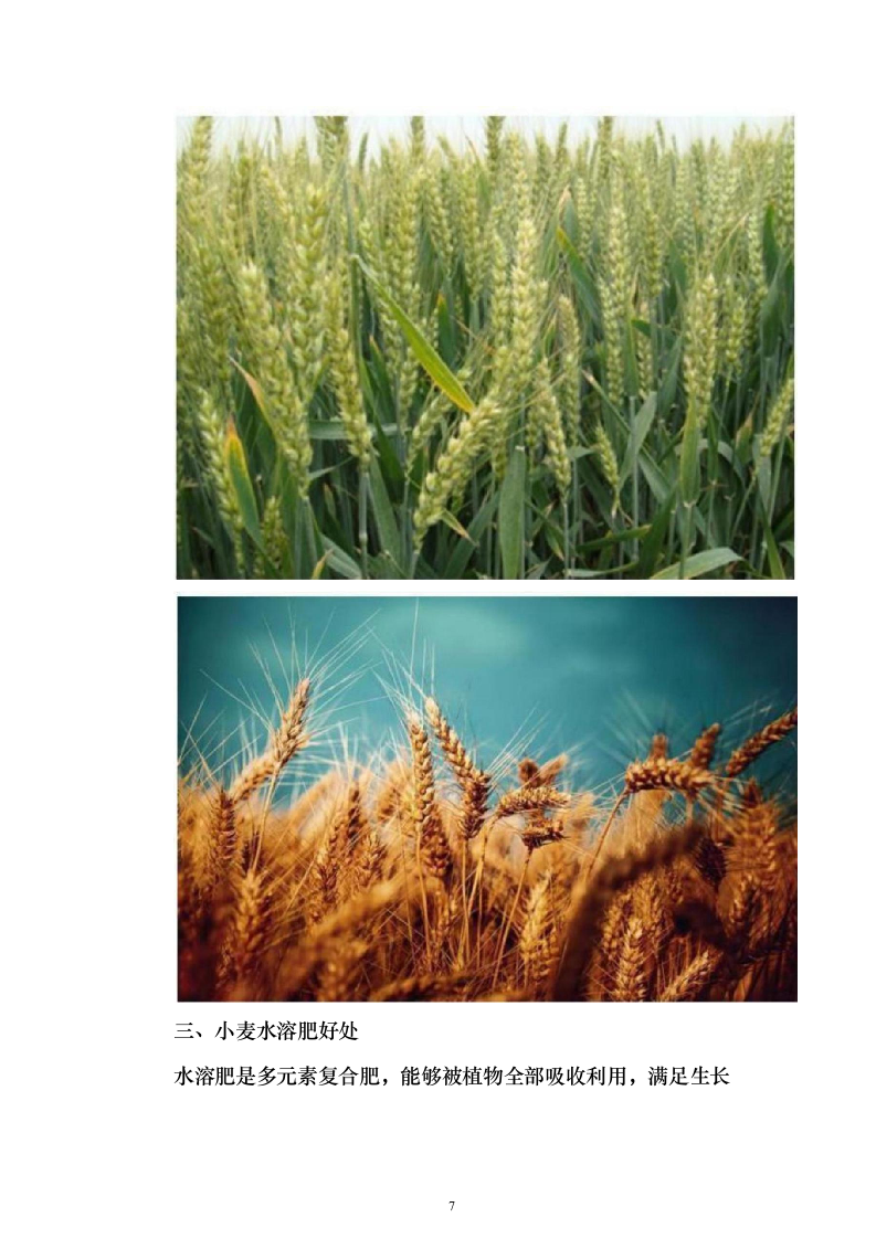 采购小麦水溶肥套餐化肥投标方案211页（2024年修订版）.docx 第7页