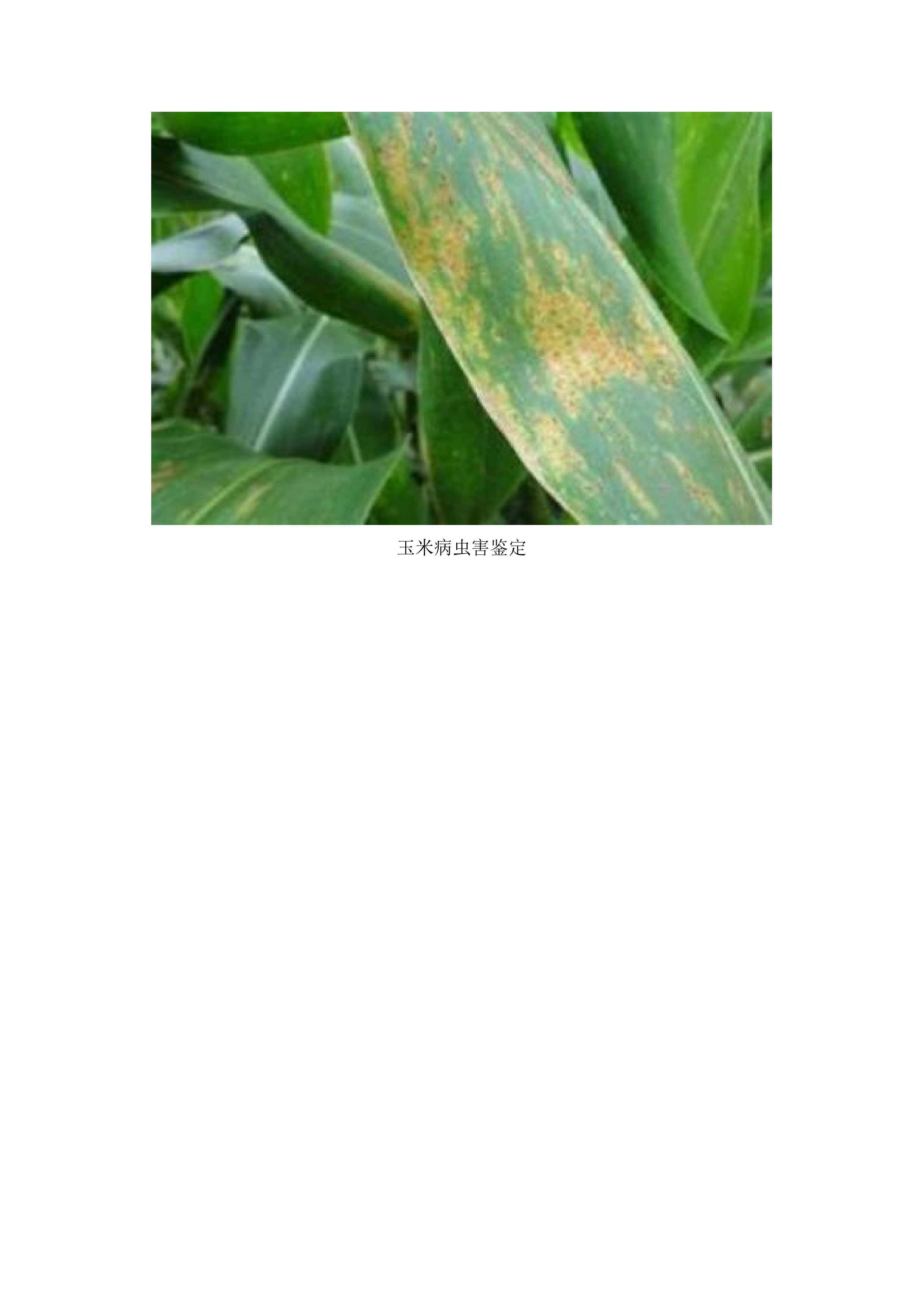 扶余市2025年农作物重大病虫害防控项目.docx 第14页