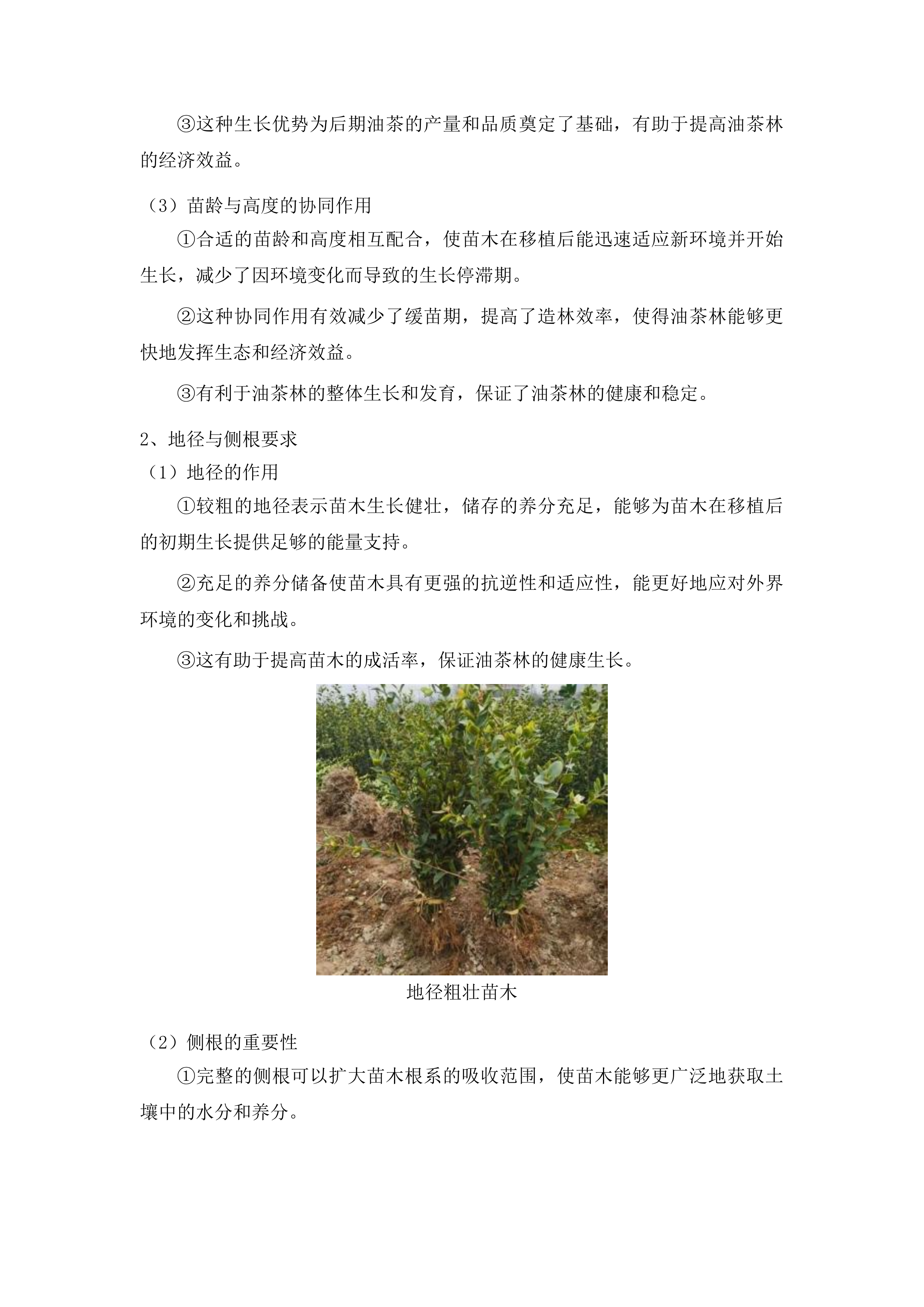 毕节市2025年油茶低产低效林改造示范基地建设项目投标方案.docx 第6页